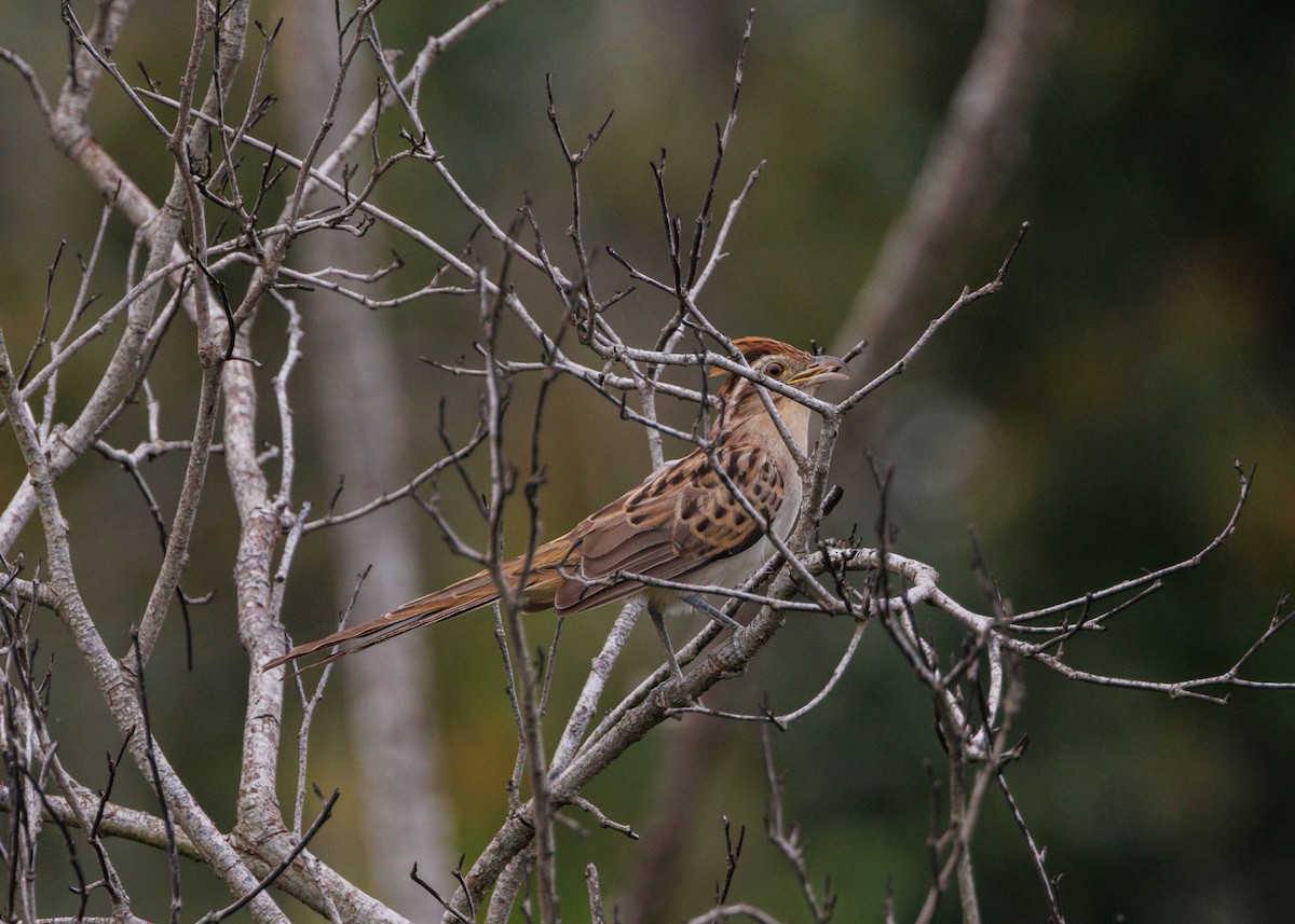 Striped Cuckoo - Silvia Faustino Linhares