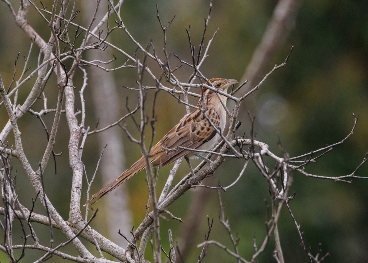 Striped Cuckoo - ML616638615