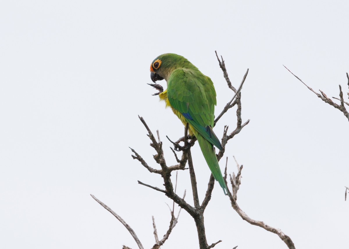 Aratinga Frentidorada - ML616638635