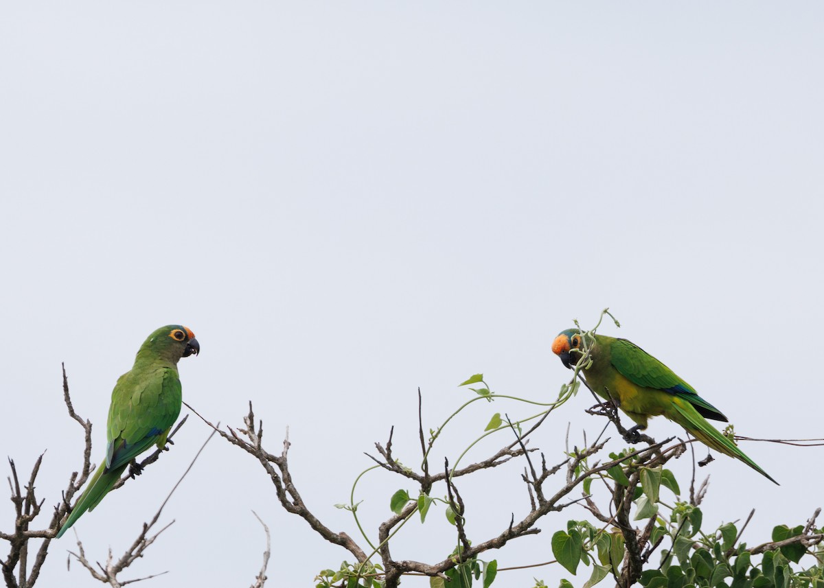 Peach-fronted Parakeet - Silvia Faustino Linhares