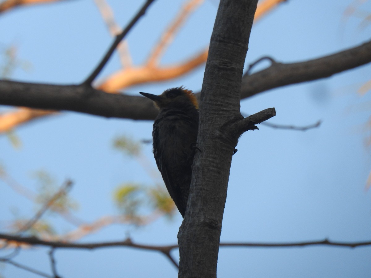 Golden-cheeked Woodpecker - ML616638640