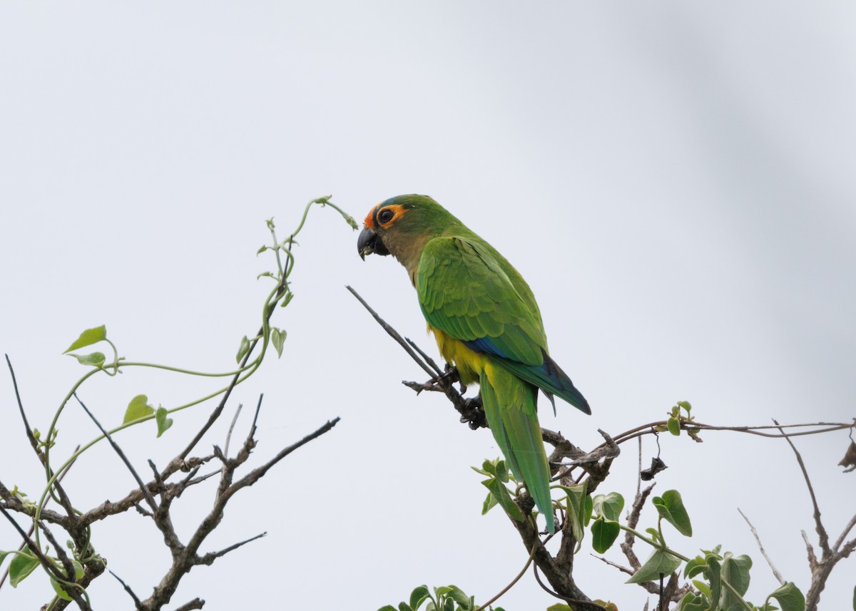 Peach-fronted Parakeet - Silvia Faustino Linhares