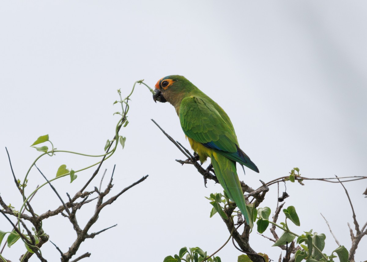 Peach-fronted Parakeet - ML616638645