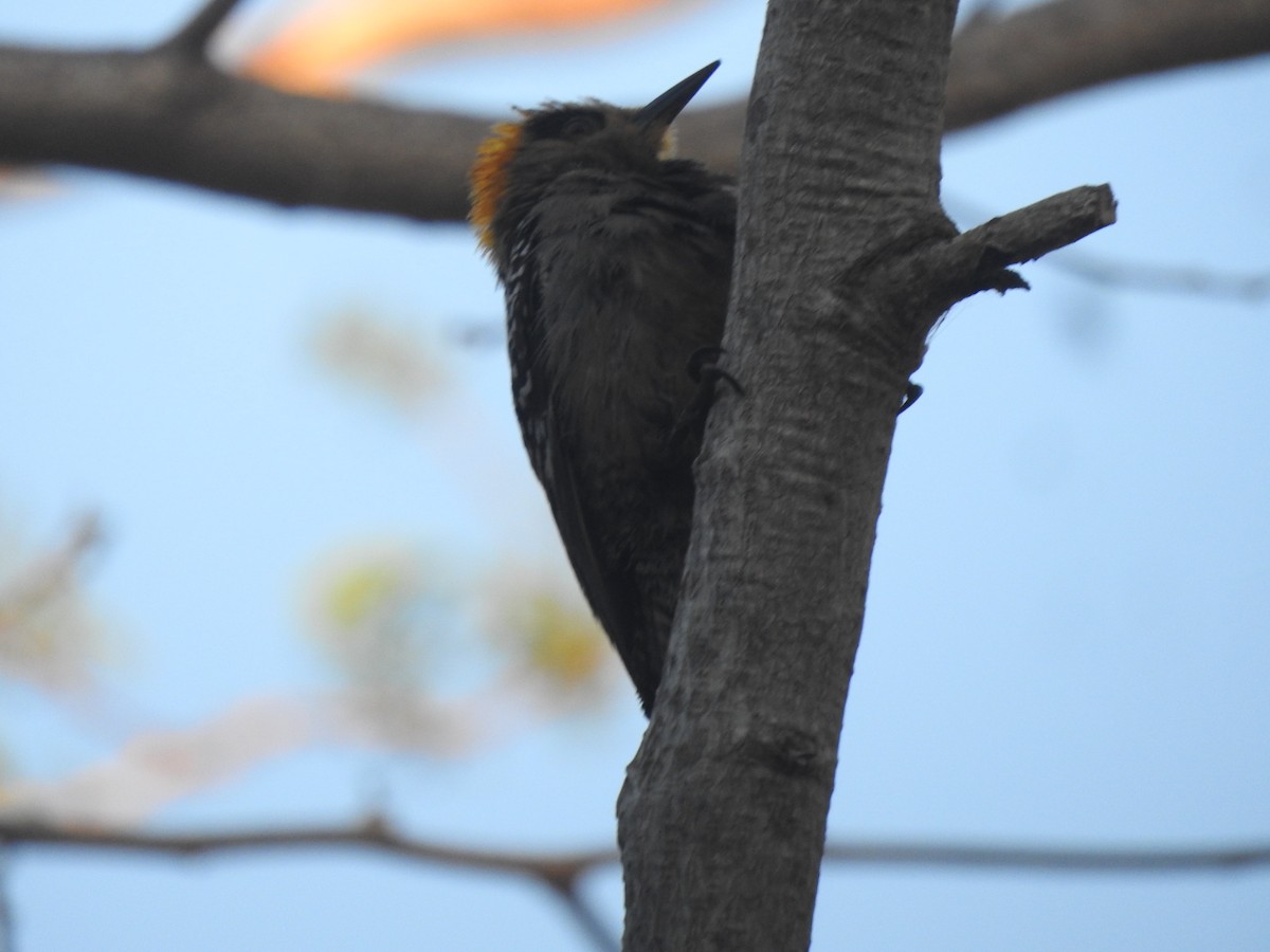 Golden-cheeked Woodpecker - ML616638646