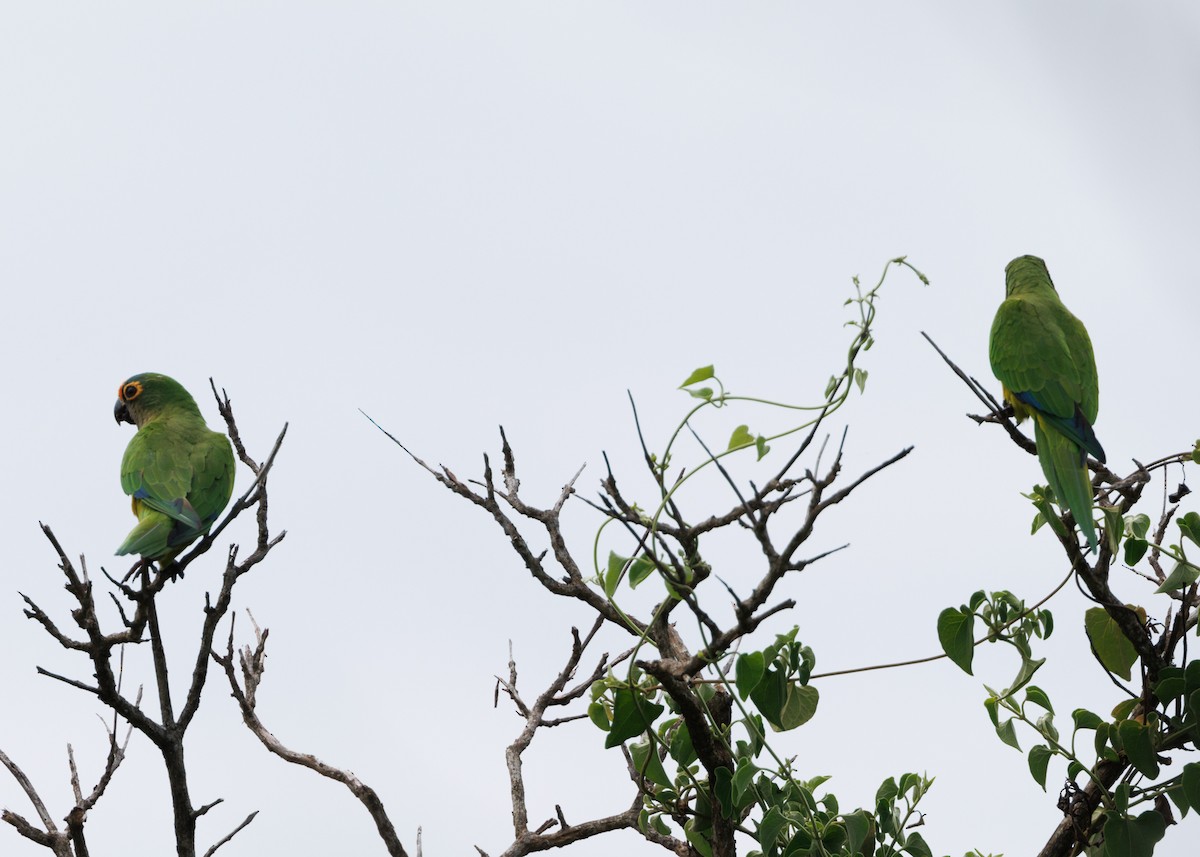 Peach-fronted Parakeet - Silvia Faustino Linhares