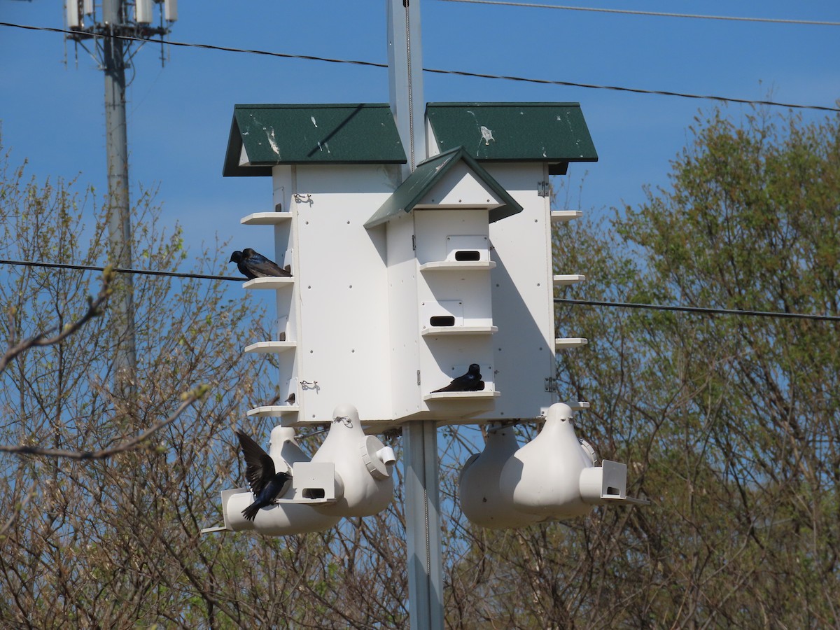 Purple Martin - ML616638659