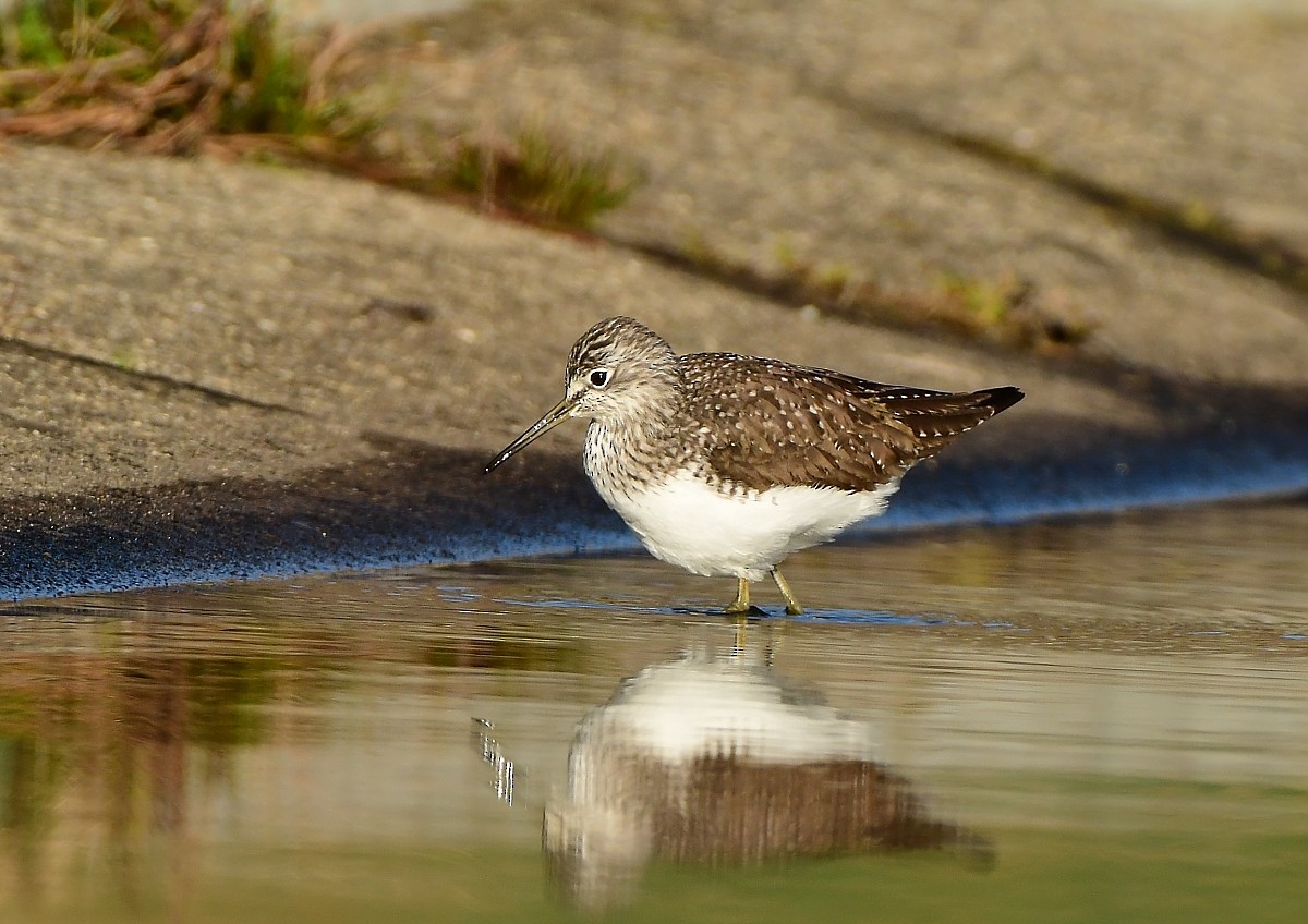 Green Sandpiper - ML616638660