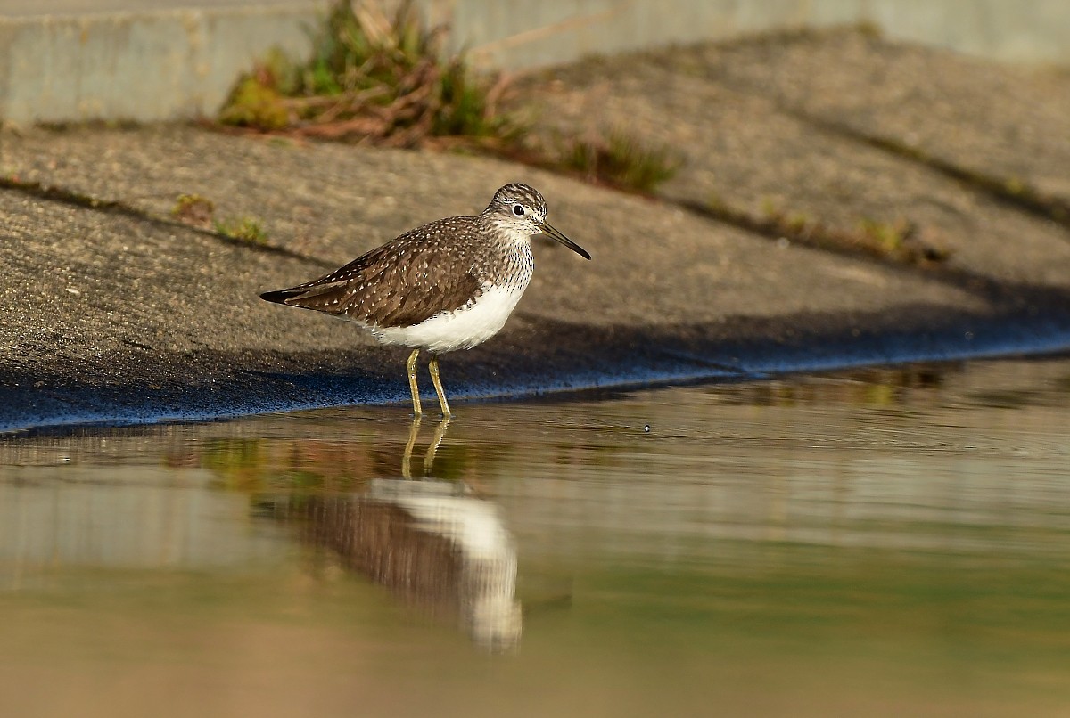 Green Sandpiper - ML616638661
