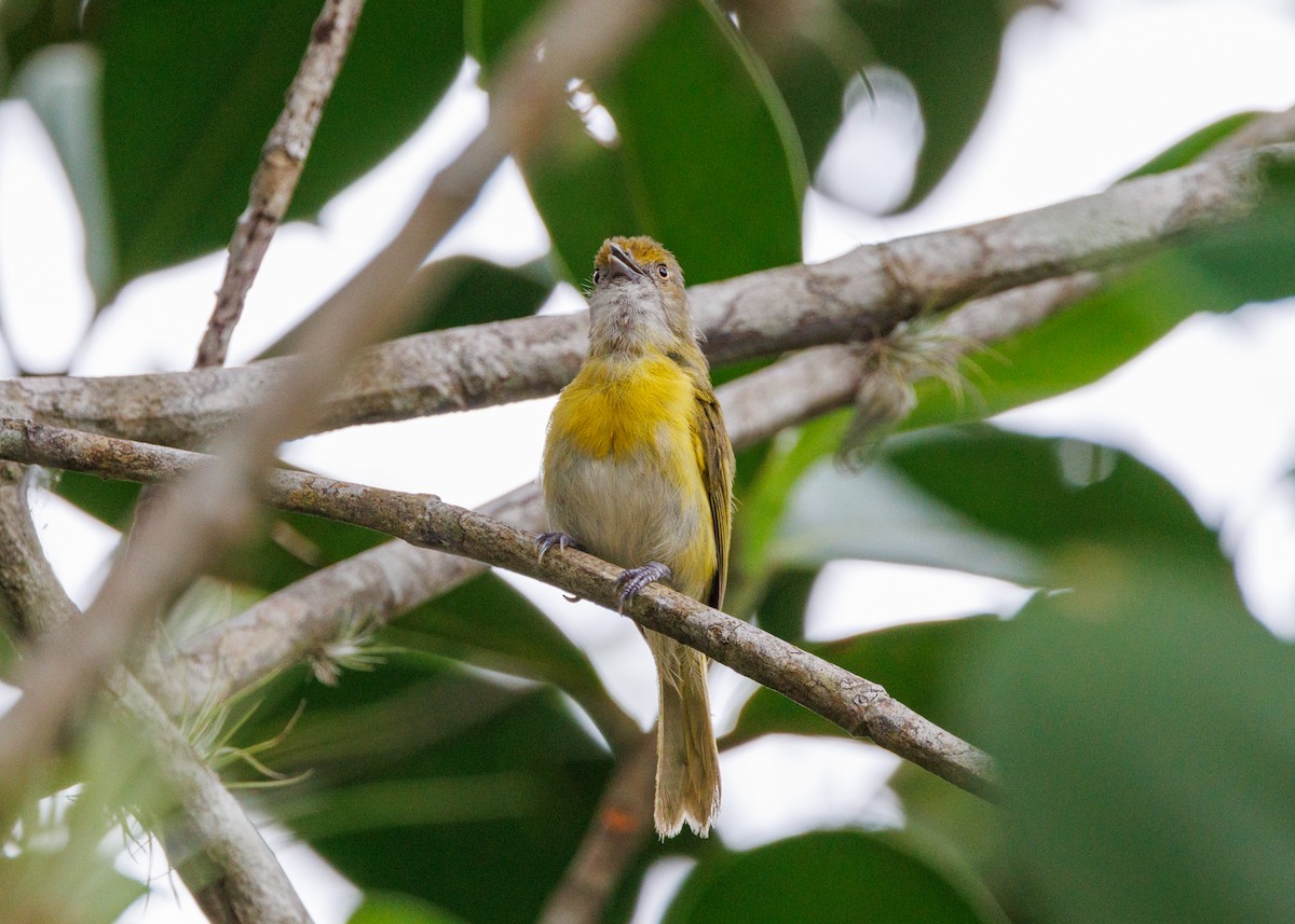 Rio-de-Janeiro-Vireo (thoracicus) - ML616638675