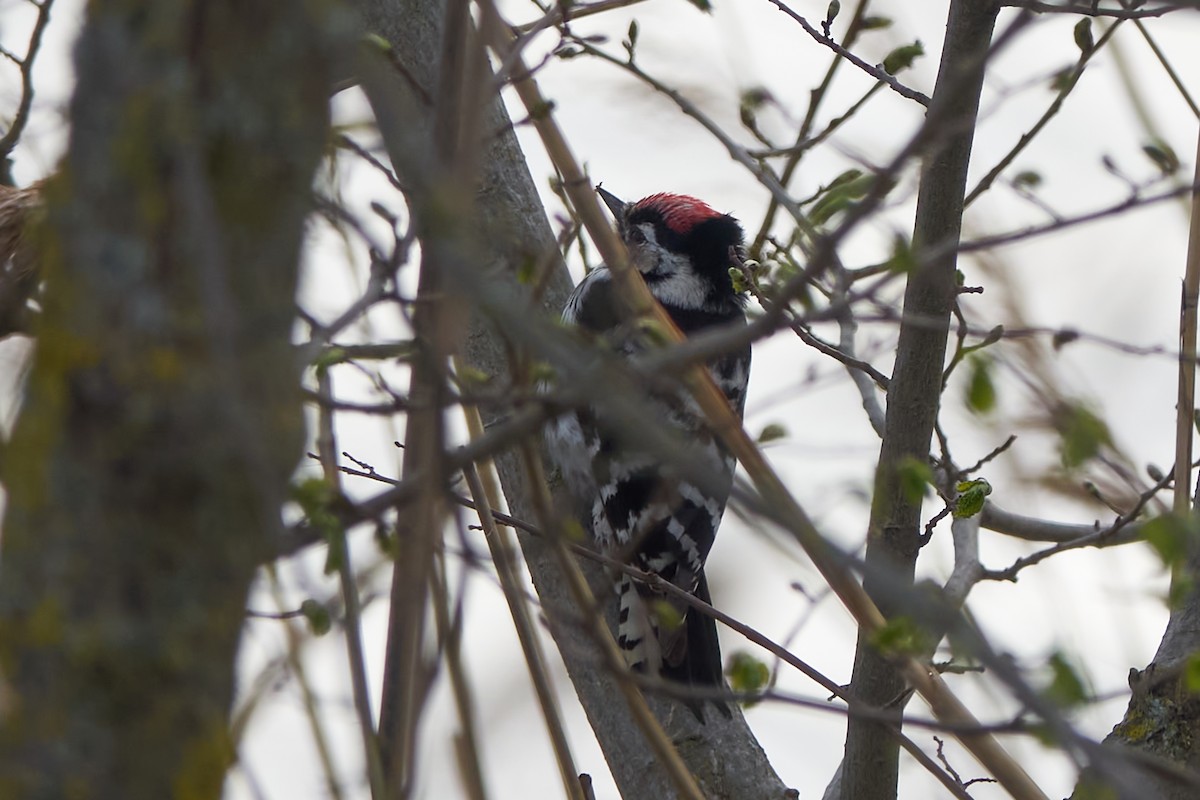 Lesser Spotted Woodpecker - ML616638683