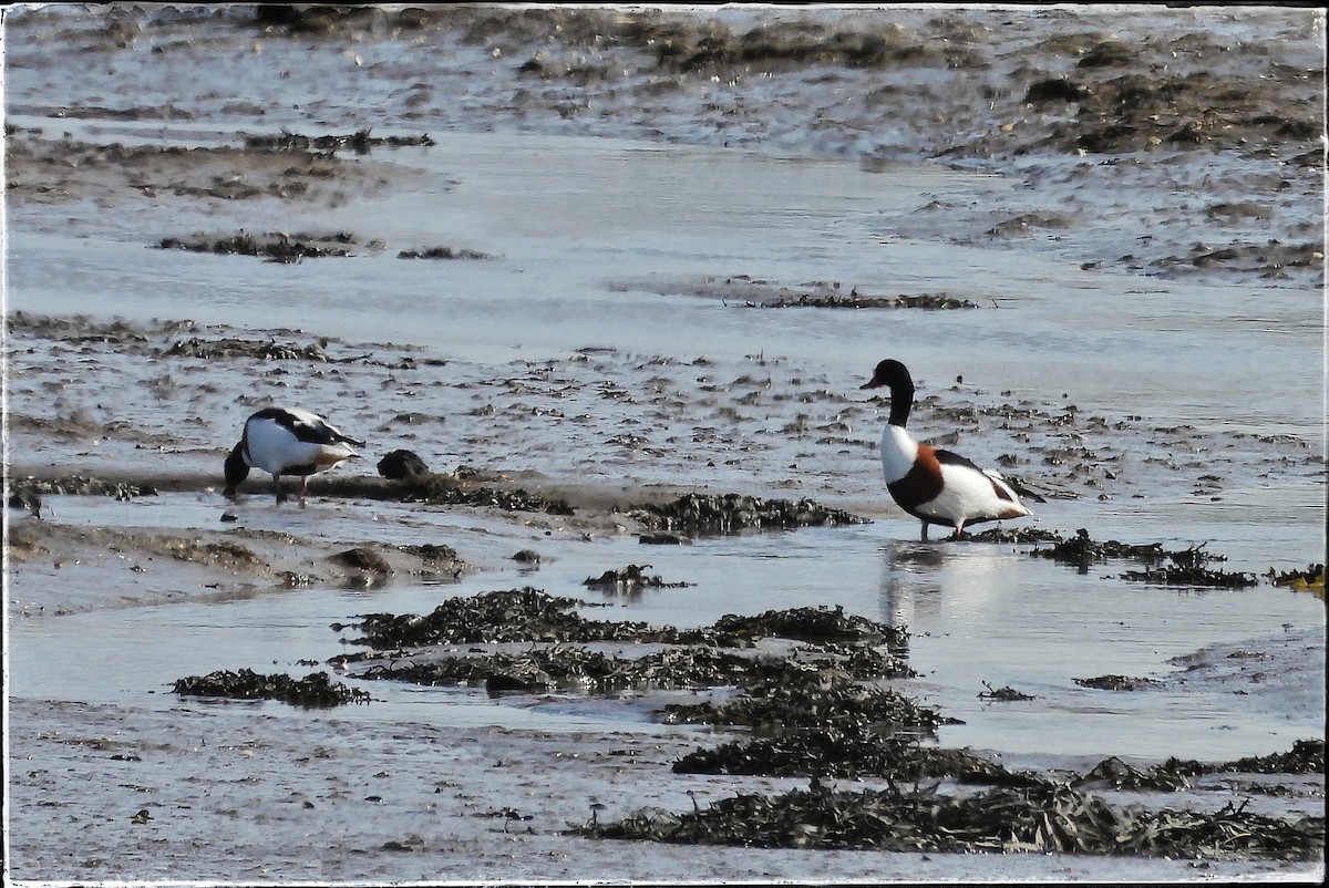 Tadorne de Belon - ML616638694