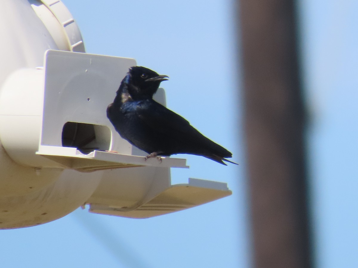 Purple Martin - ML616638716