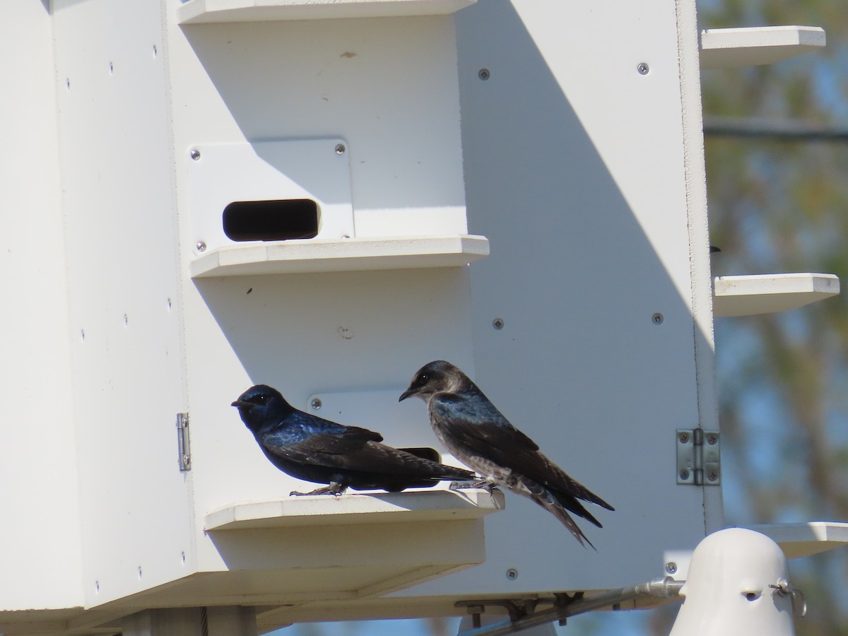 Purple Martin - ML616638717