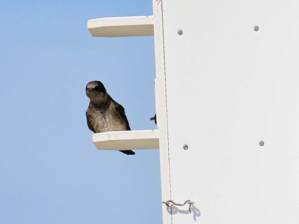 Purple Martin - ML616638737