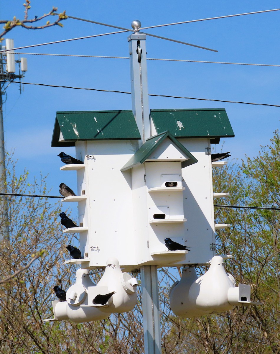 Purple Martin - ML616638738