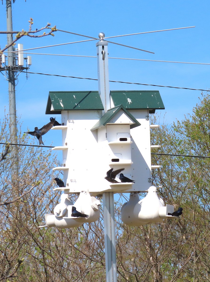 Purple Martin - Jane Wiewora