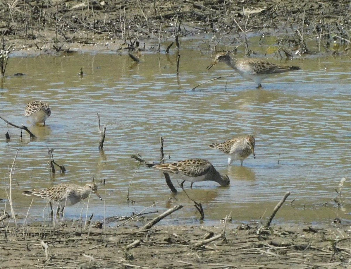 Pectoral Sandpiper - Allan Trently