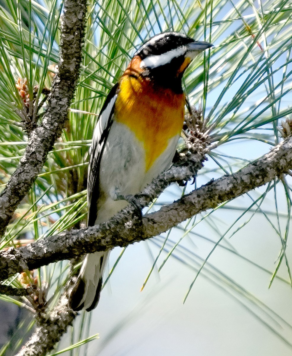 Western Spindalis (Bahamas Black-backed) - ML616638760