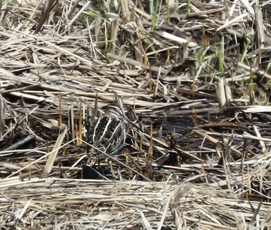 Wilson's Snipe - ML616638789