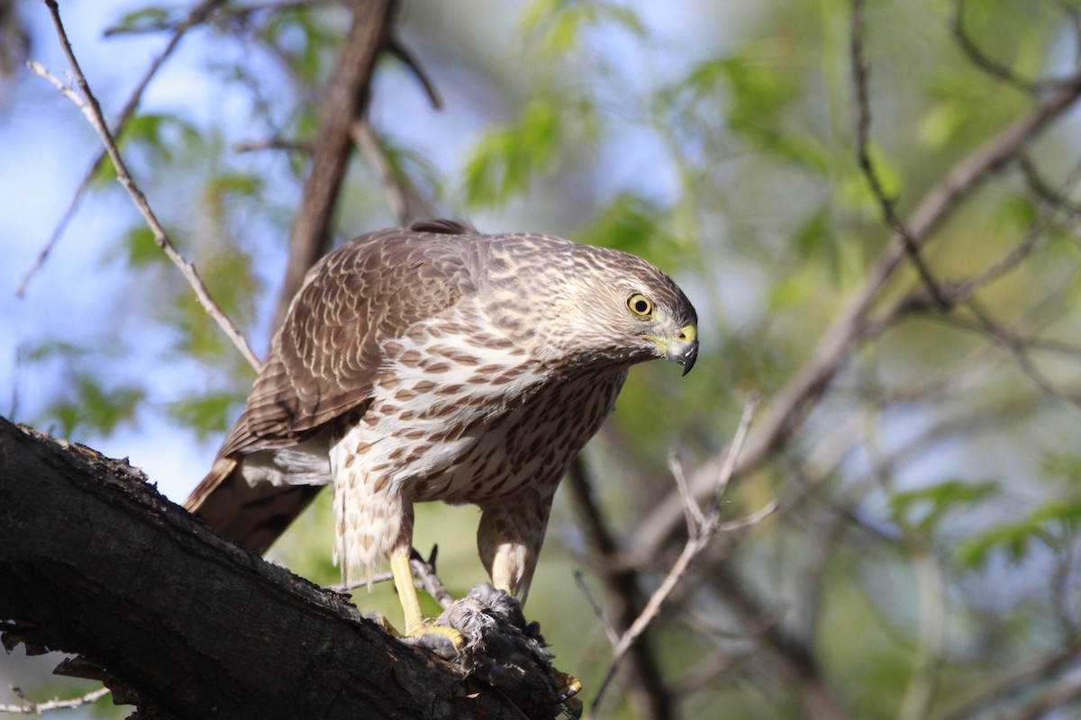 Cooper's Hawk - ML616638809