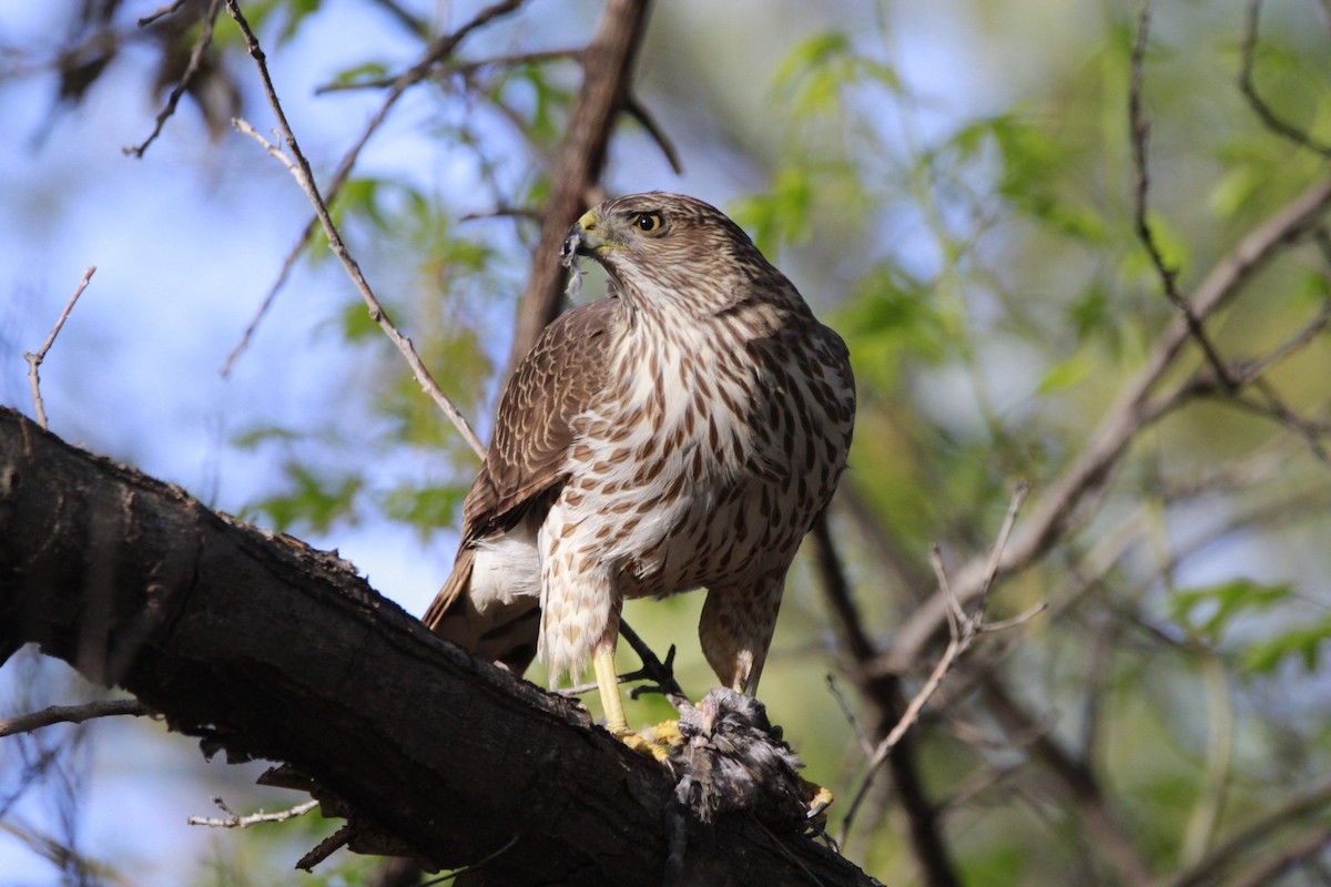 Cooper's Hawk - ML616638810