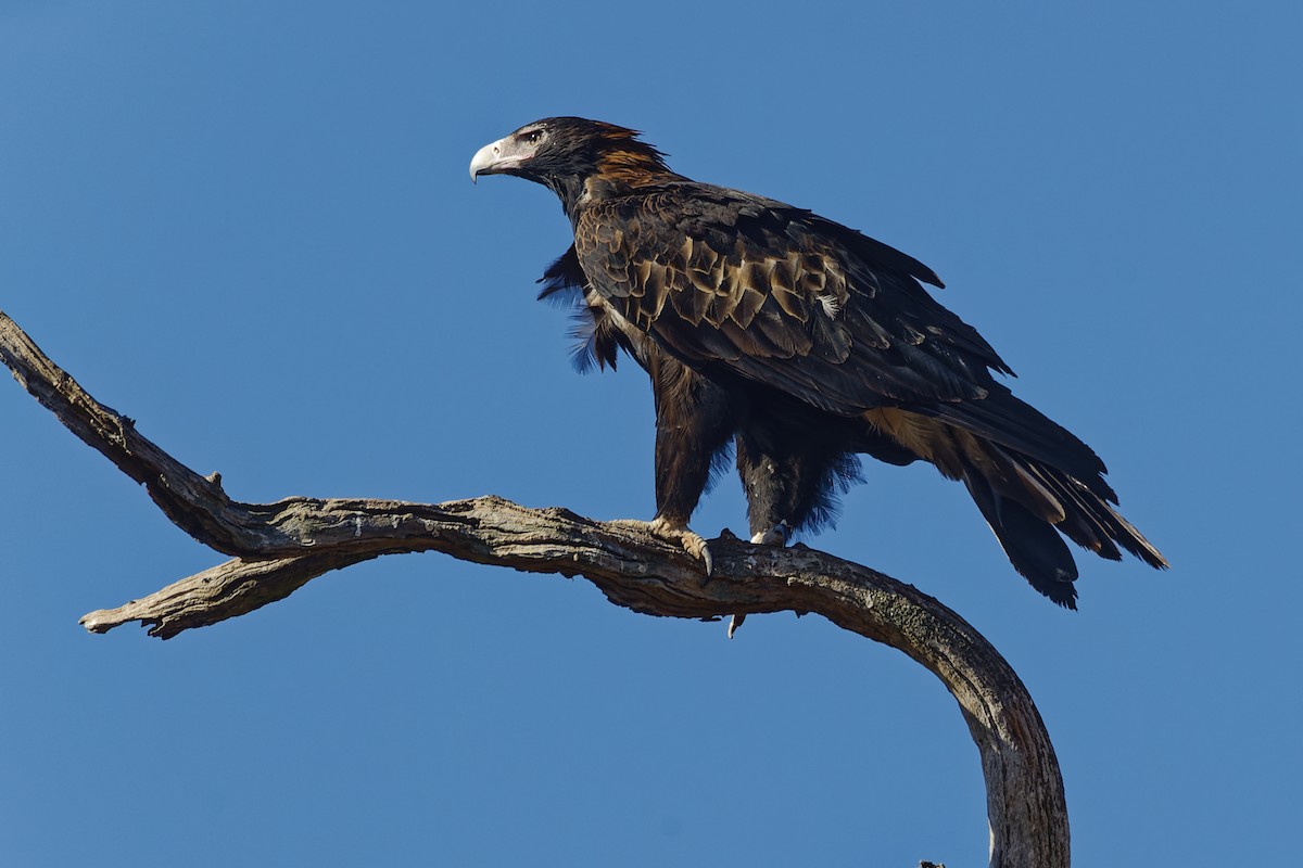 Wedge-tailed Eagle - ML616638819