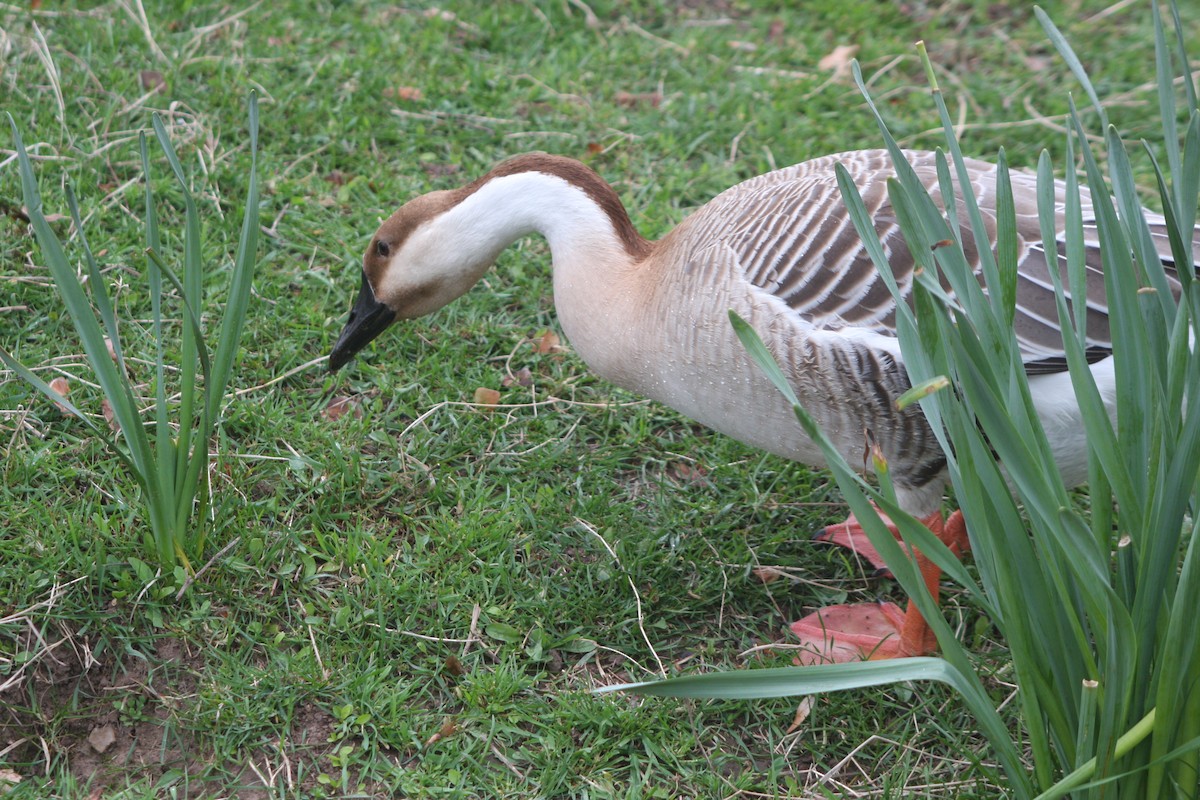 Swan Goose (Domestic type) - ML616638855