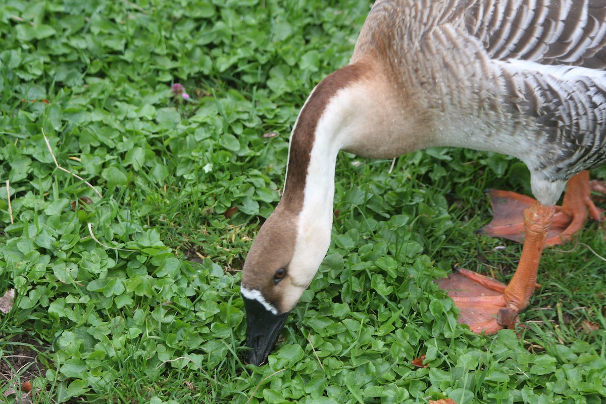Swan Goose (Domestic type) - Avery Chan