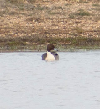 Northern Pintail - ML616638898