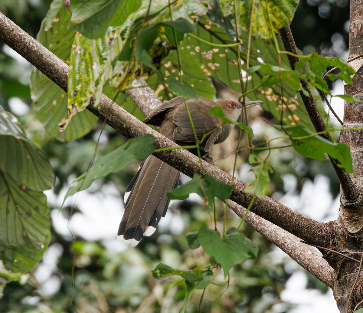 Puerto Rican Lizard-Cuckoo - ML616638922