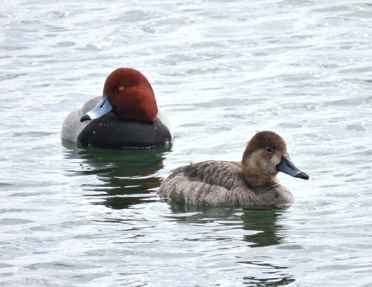 Redhead - ML616638950