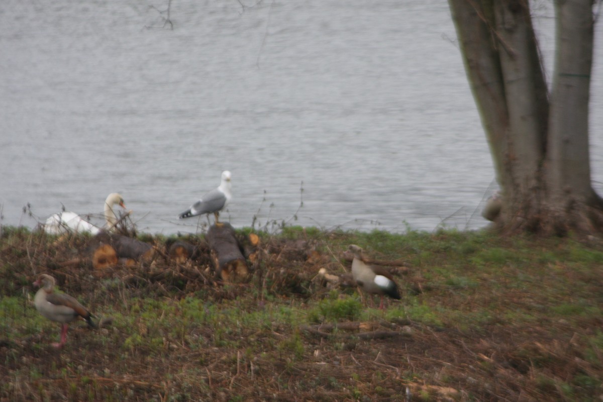 Yellow-legged Gull - ML616638995