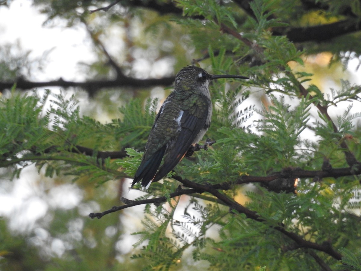 Blaubartkolibri - ML616639016