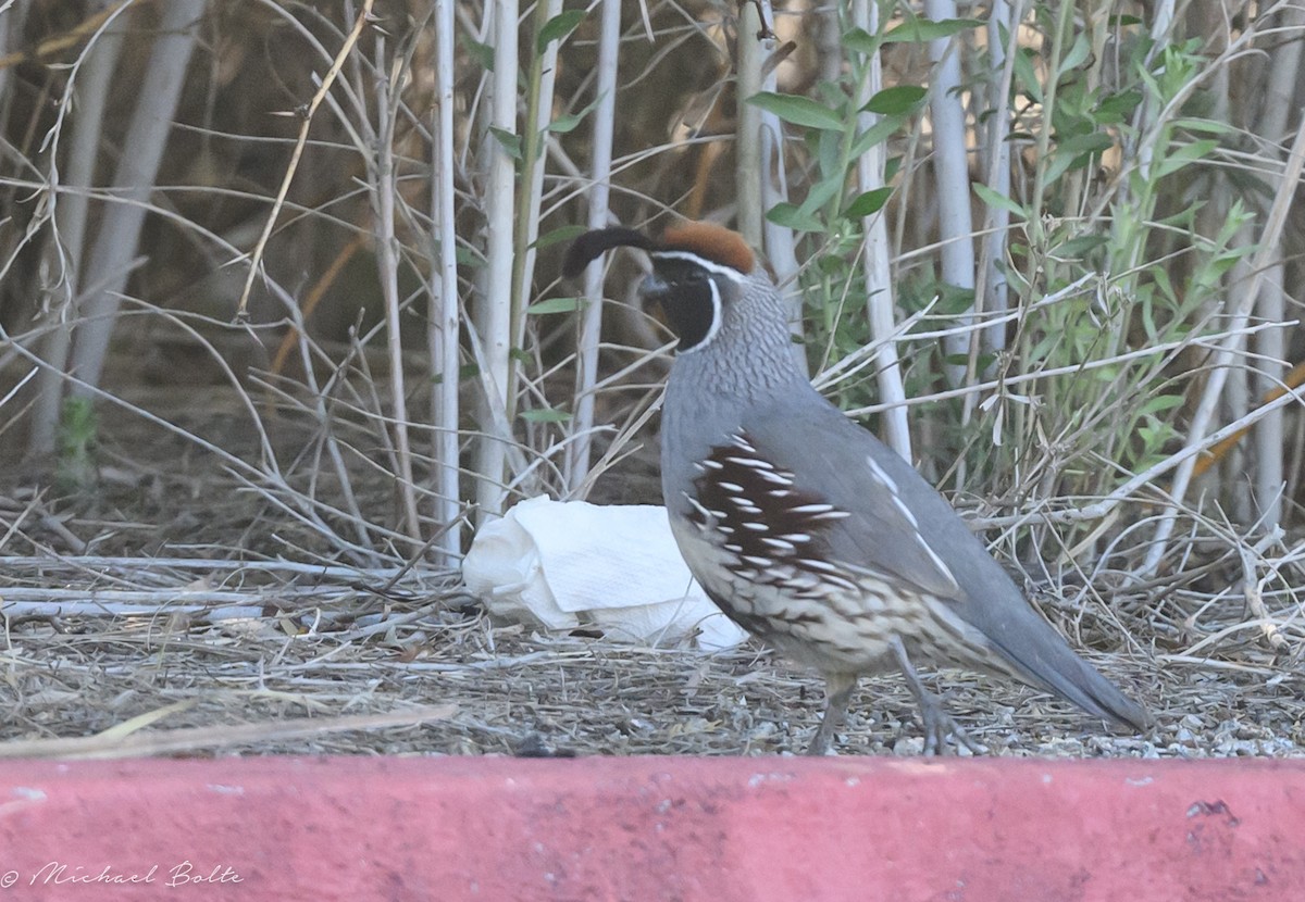 Gambel's Quail - ML616639023