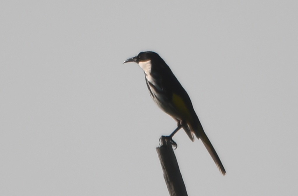 White-cheeked Honeyeater - ML616639033