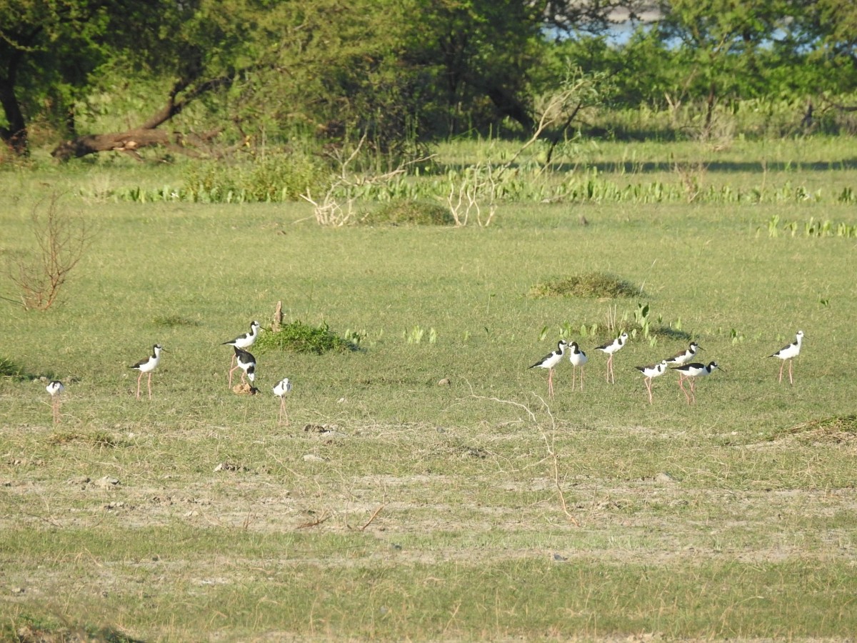 Black-necked Stilt - ML616639036