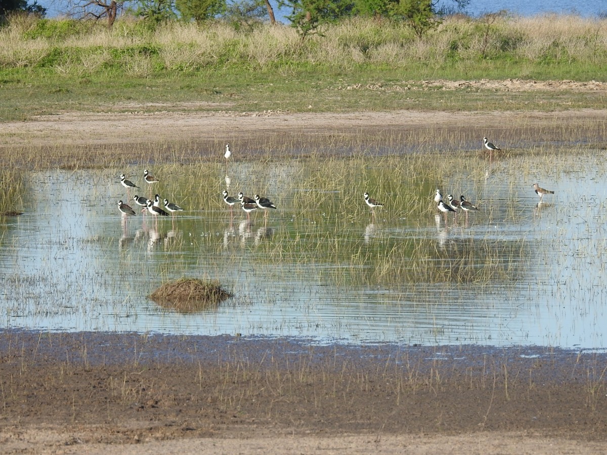 Black-necked Stilt - ML616639037