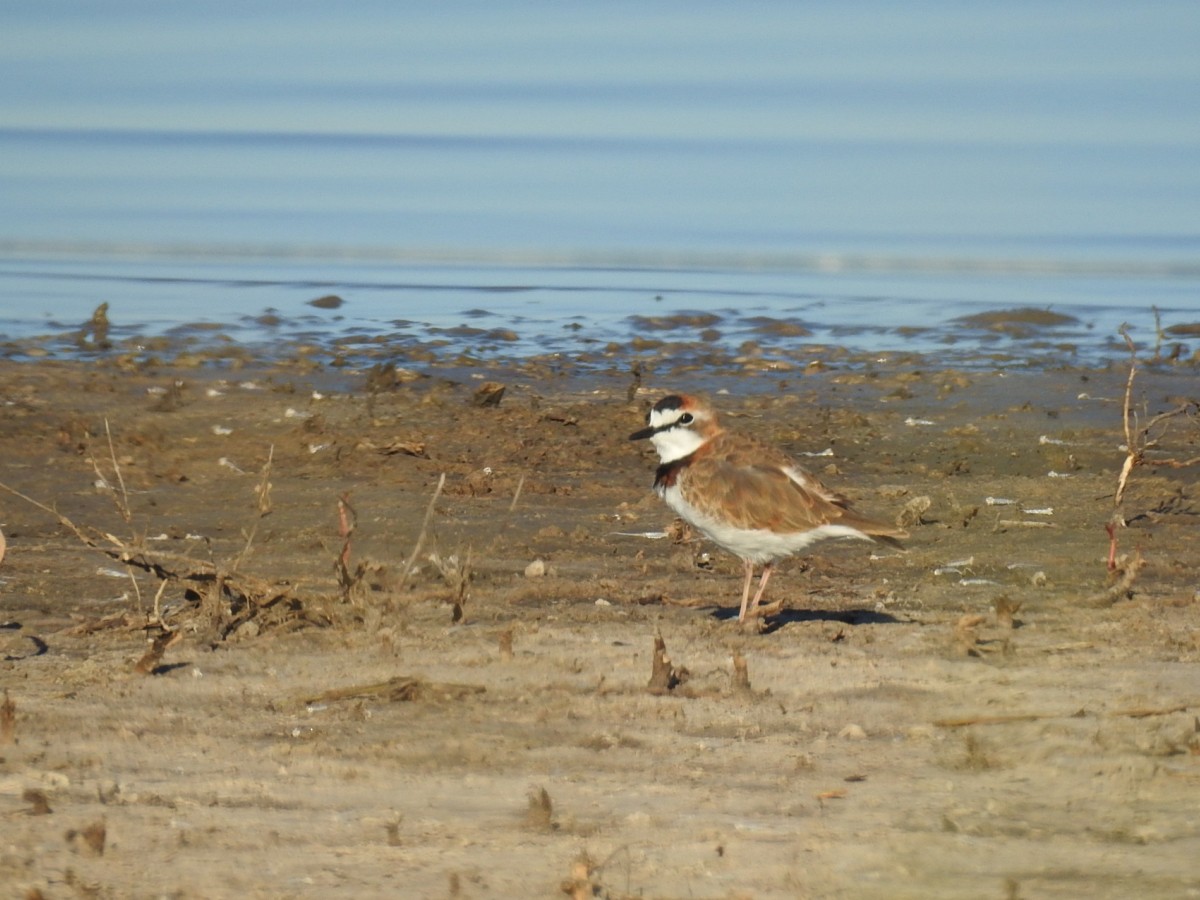 Collared Plover - ML616639045
