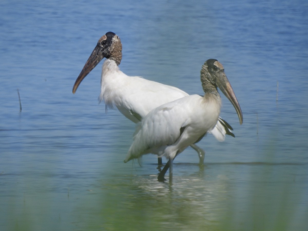 Wood Stork - ML616639059