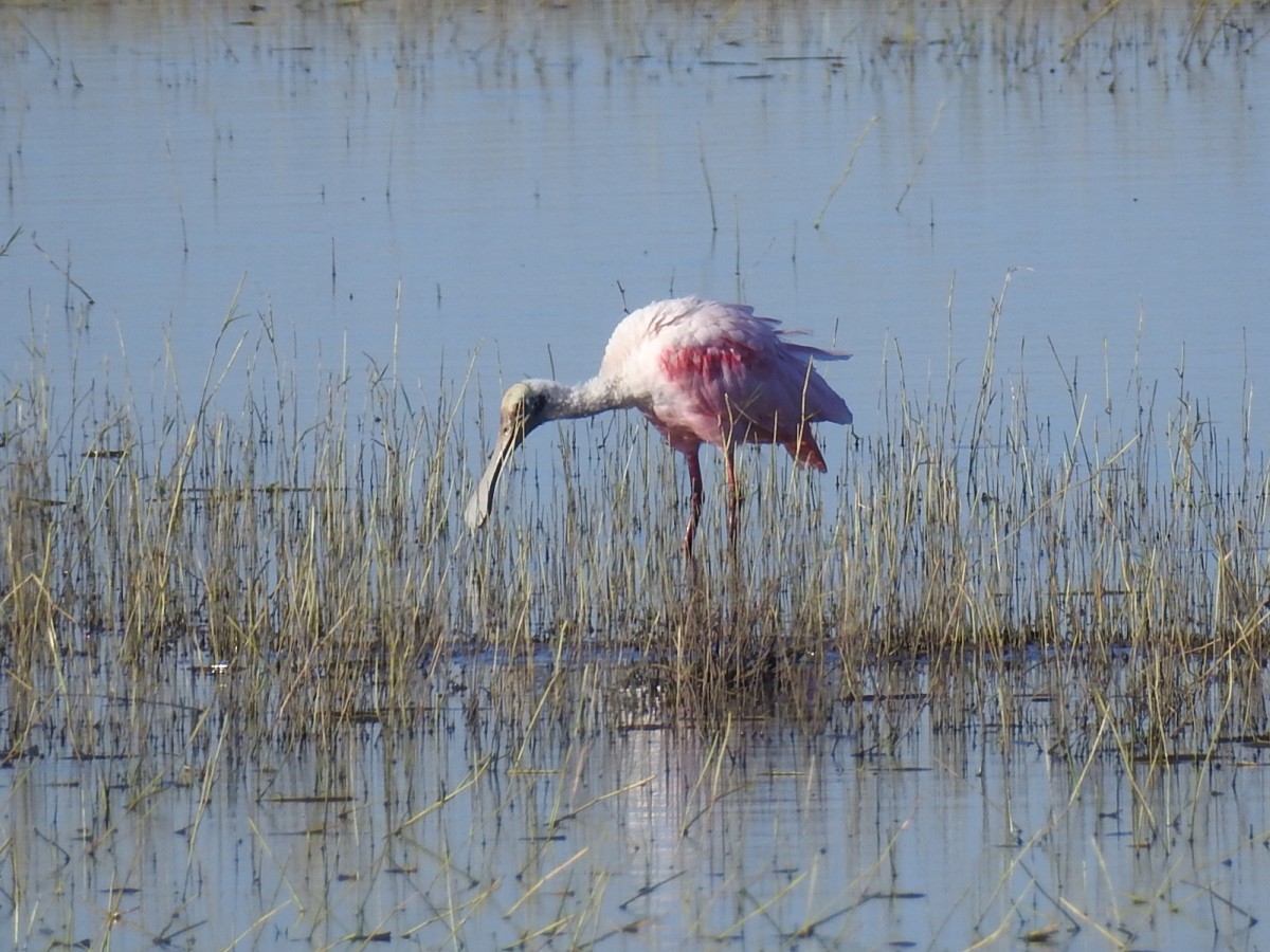 Roseate Spoonbill - ML616639073