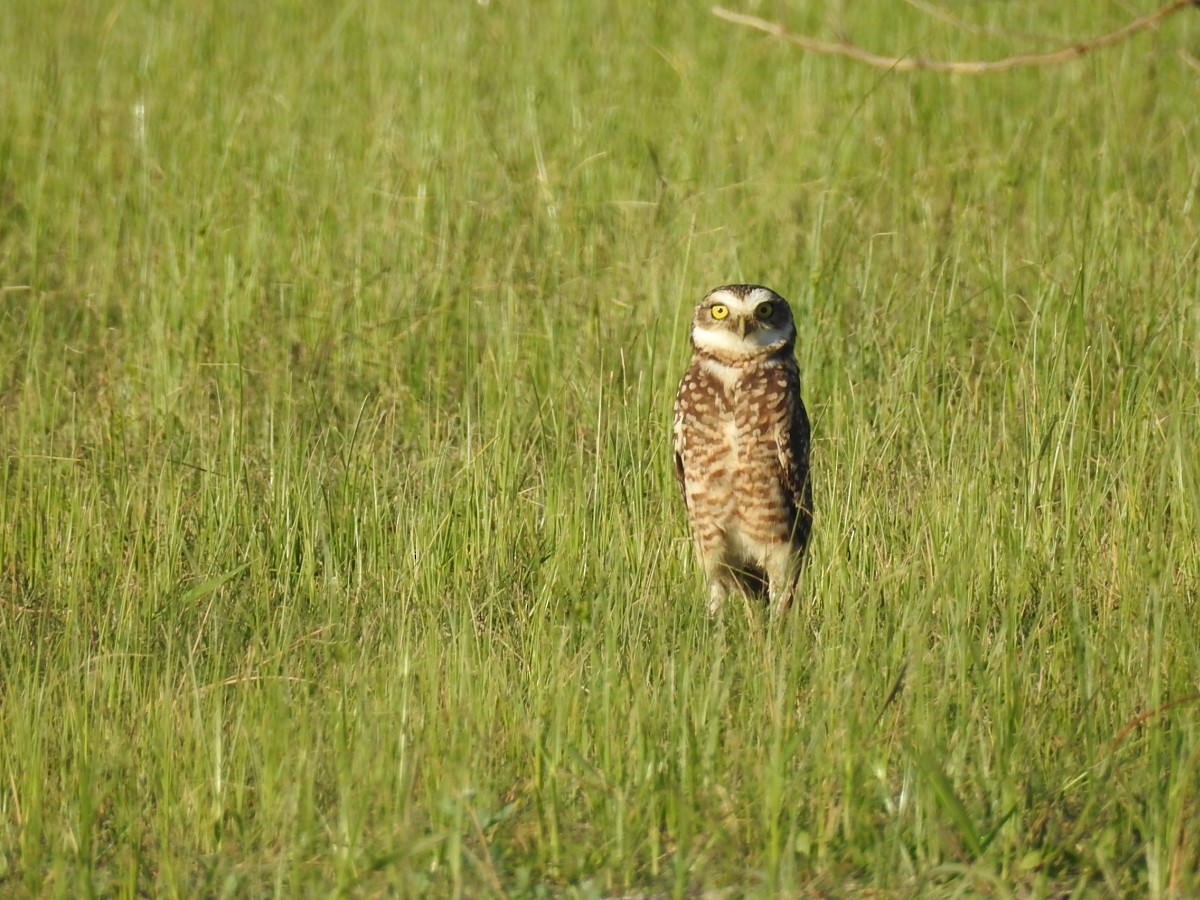 Burrowing Owl - ML616639079