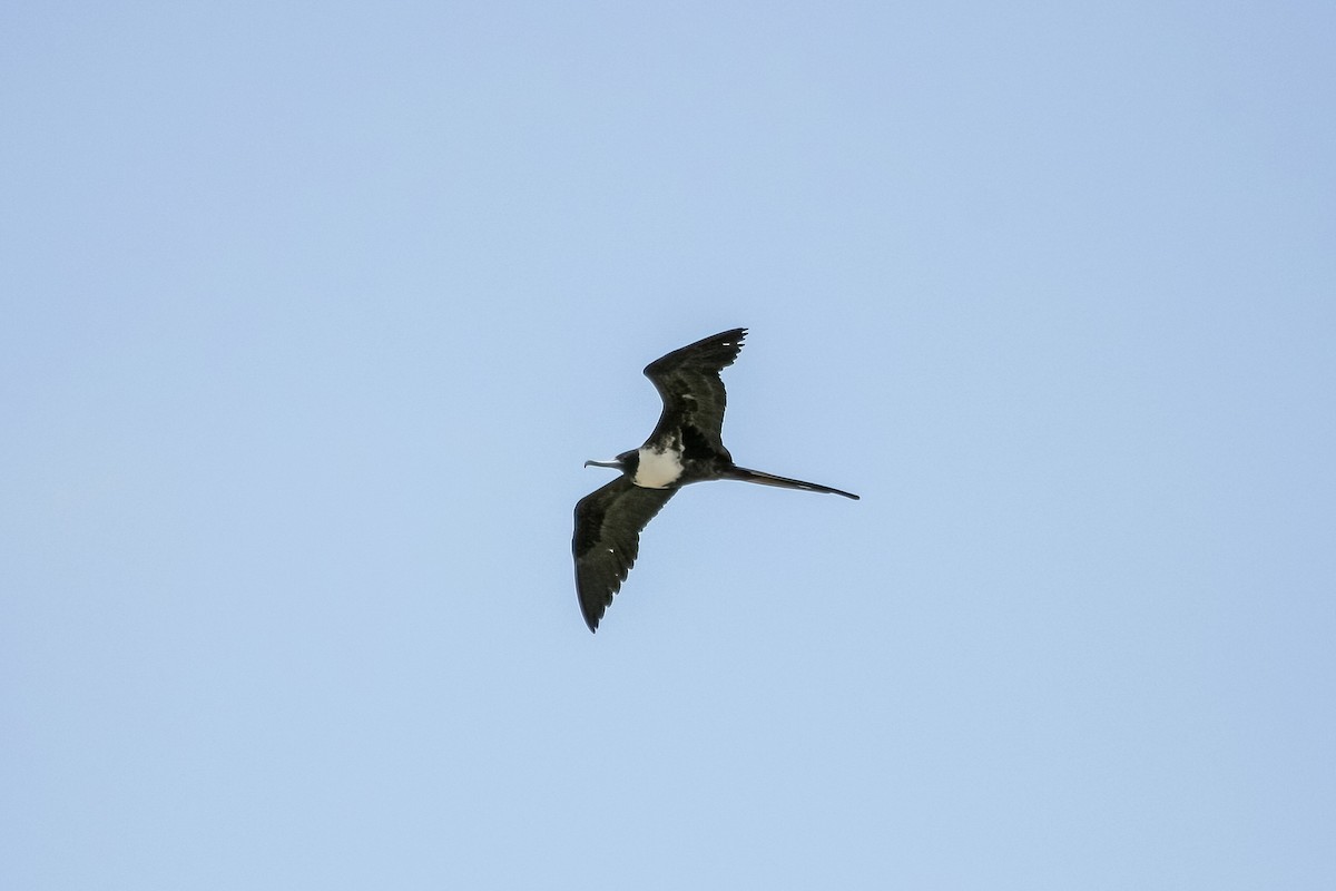 Magnificent Frigatebird - ML616639097