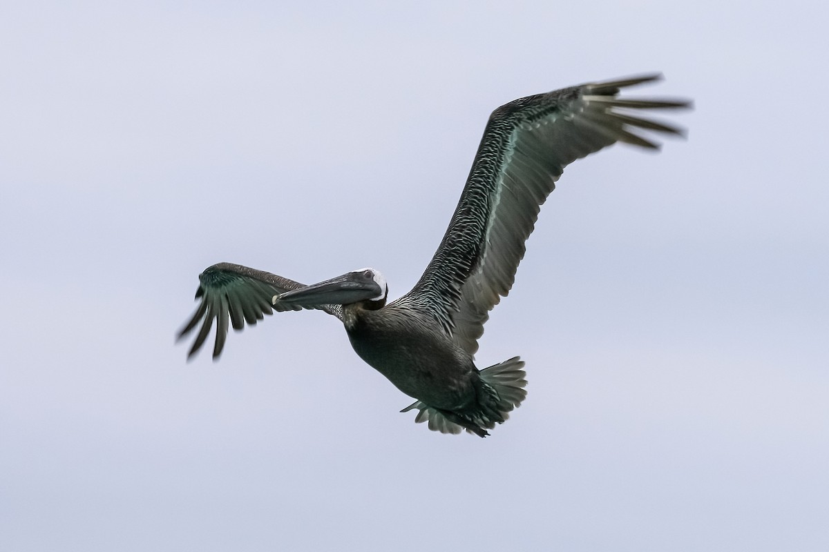 Brown Pelican - ML616639099