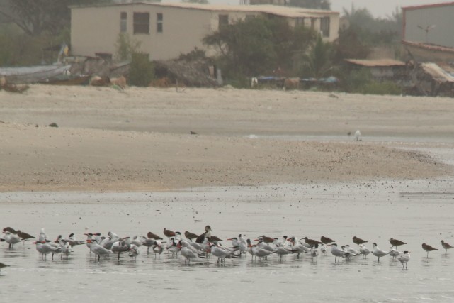 West African Crested Tern - ML616639101