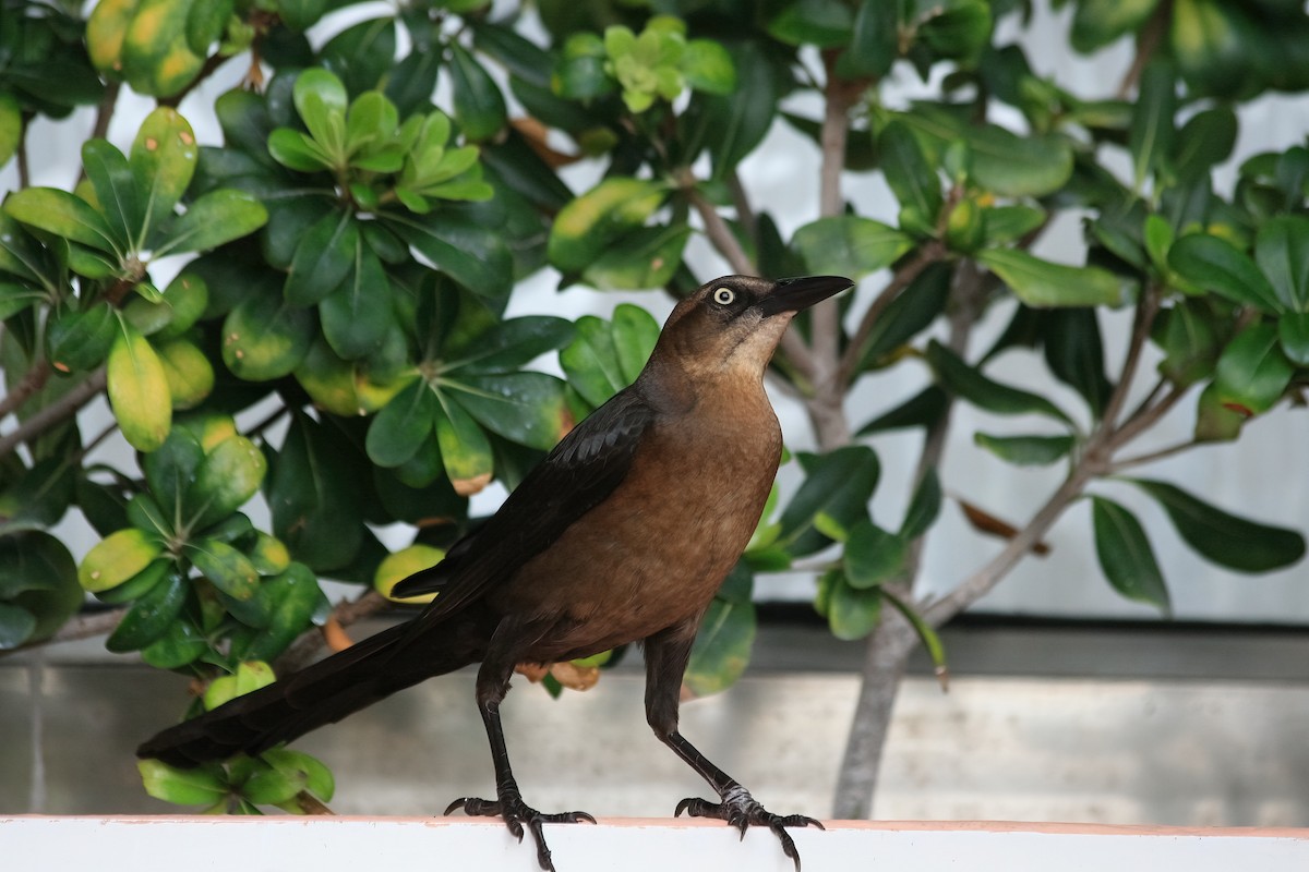 Great-tailed Grackle - ML616639107