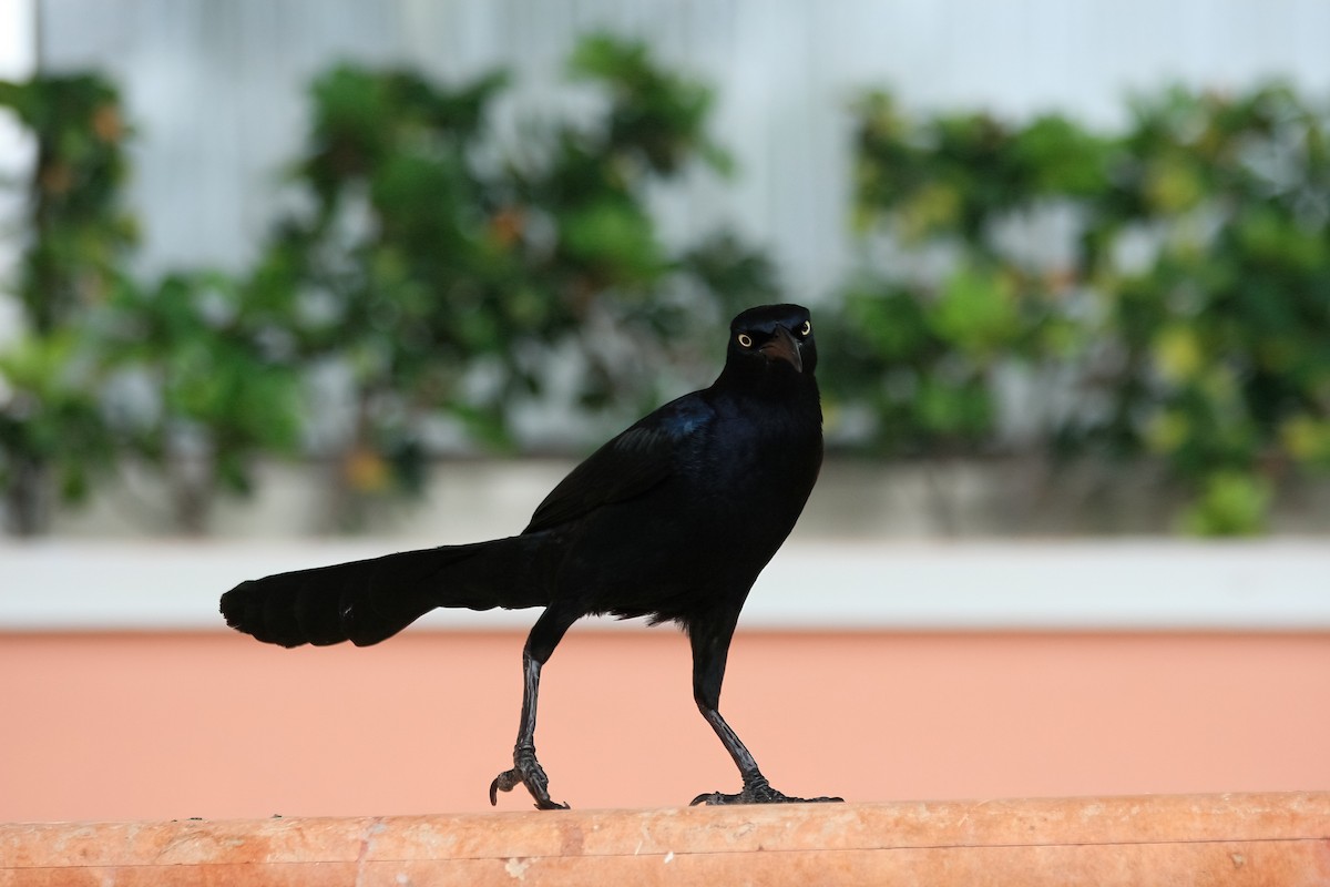 Great-tailed Grackle - ML616639108