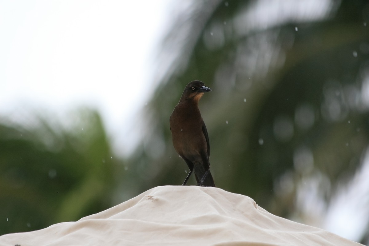 Great-tailed Grackle - ML616639110