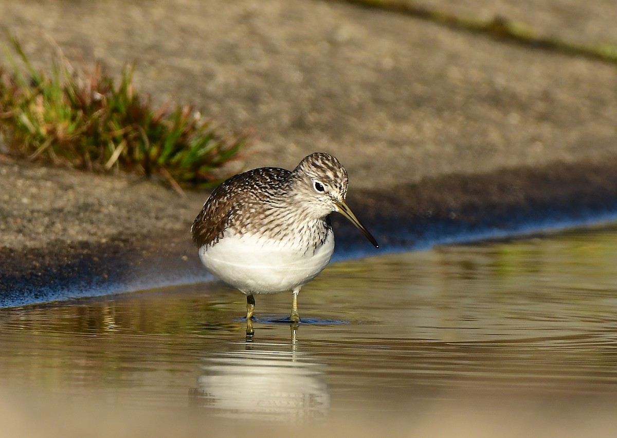 Green Sandpiper - ML616639159