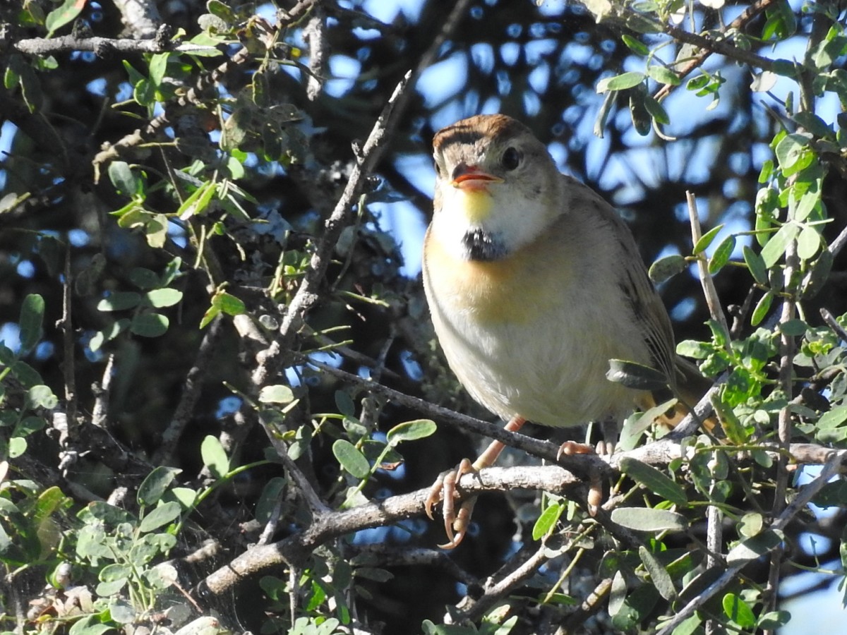 Chotoy Spinetail - ML616639216