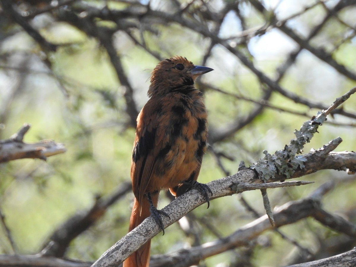 White-lined Tanager - Maximiliano Sager